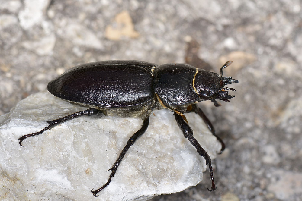 Lucanus tetraodon femmina, Lucanidae